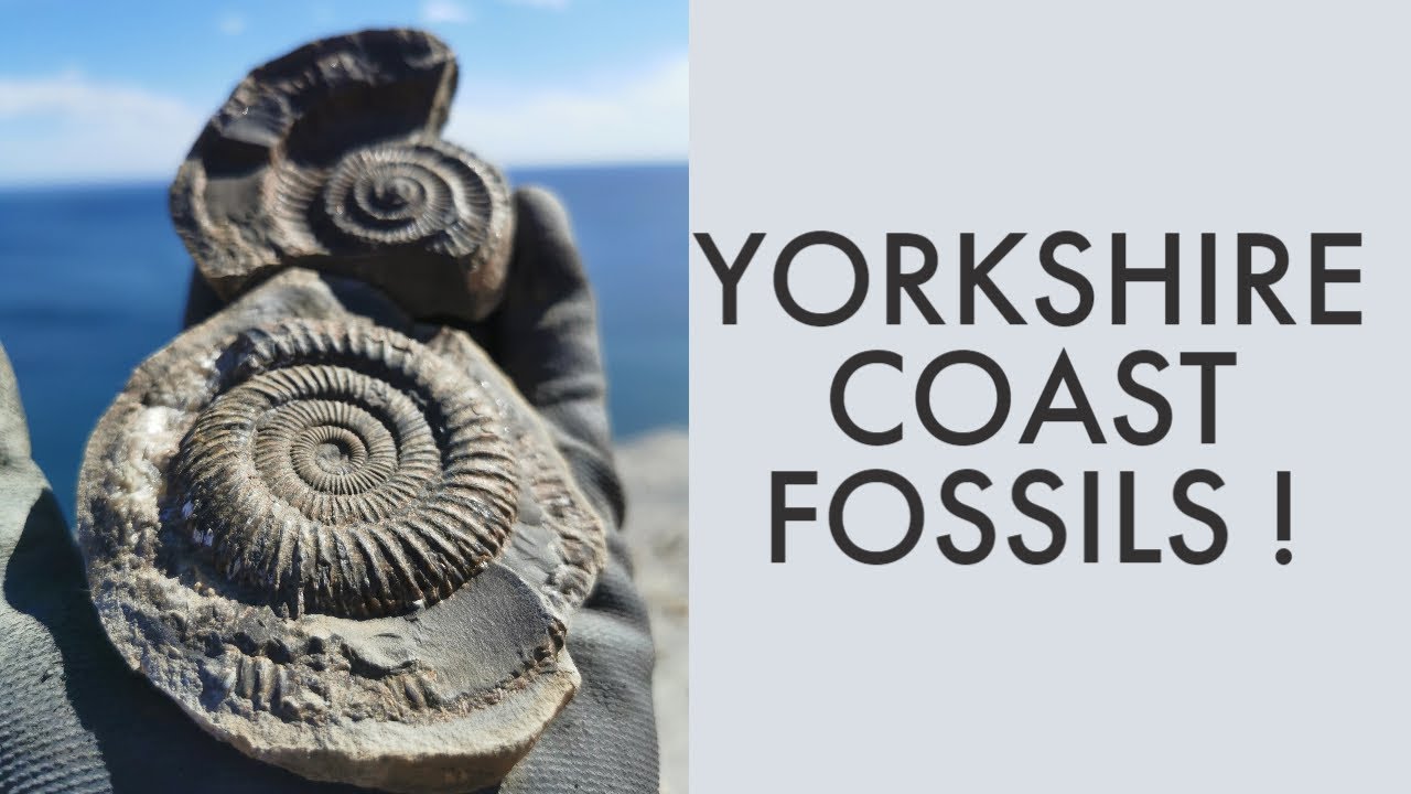 Yorkshire fossil hunting