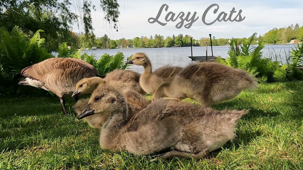 Lake Side Geese Family