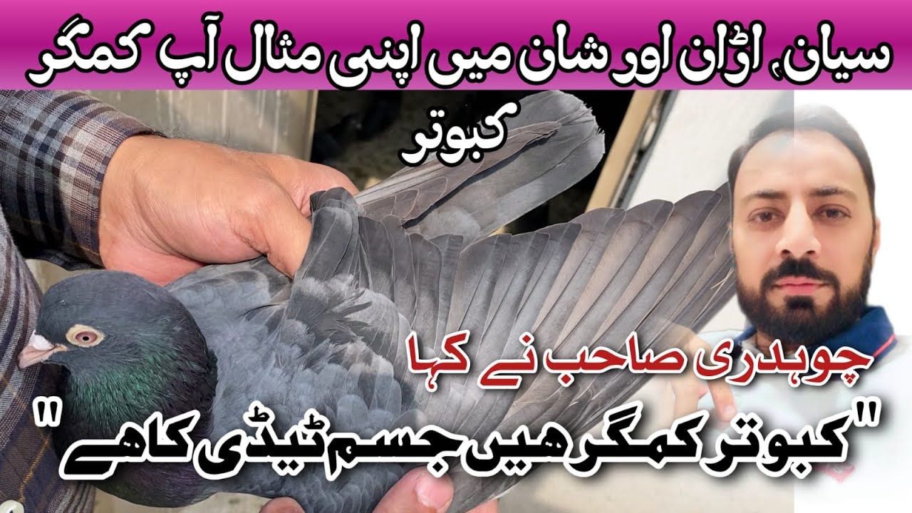 Neelay Kamagar Kabootar