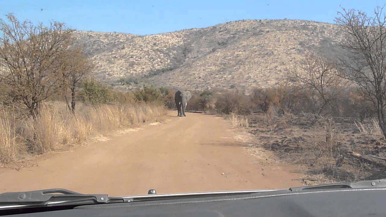 South African safari tour guide charges an elephant