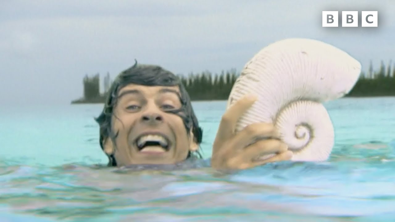 Eusrepto and Ammonite | Andy's Dinosaur Adventures | Andy's Amazing Adventures