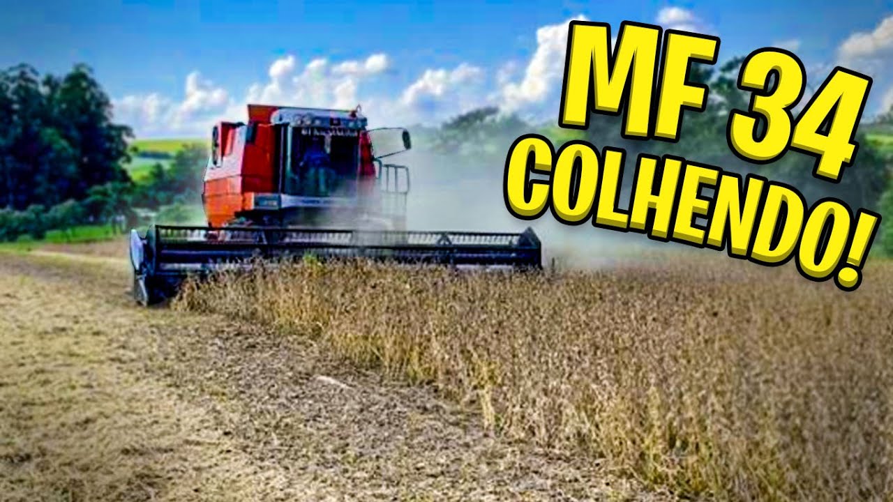 MASSEY FERGUSON 34 COLHENDO SAFRA 2022! * Vlog de colheita mf34! *