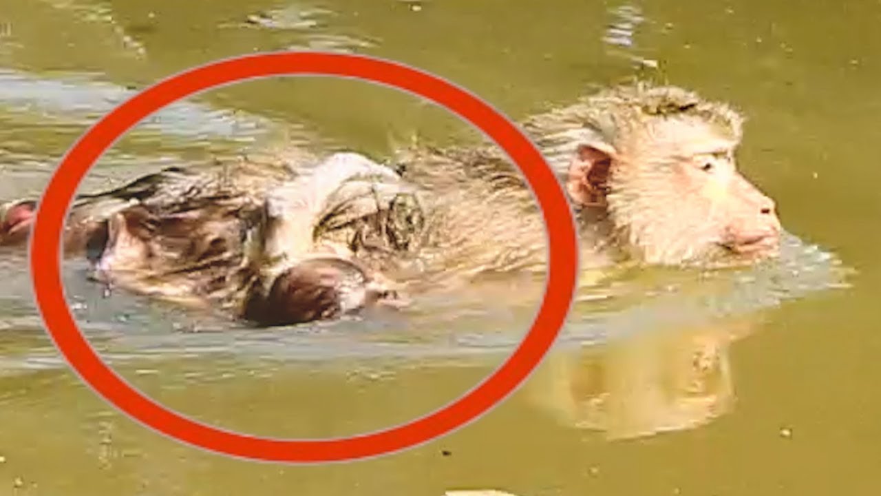 So Much Pitiful Baby Jovi In Water, Mom Teaching Baby To Swim
