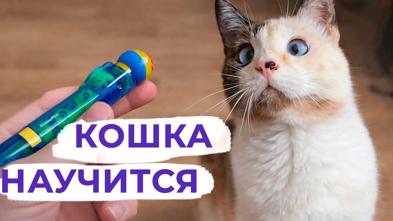 Как научить кошку командам? Просто и без криков