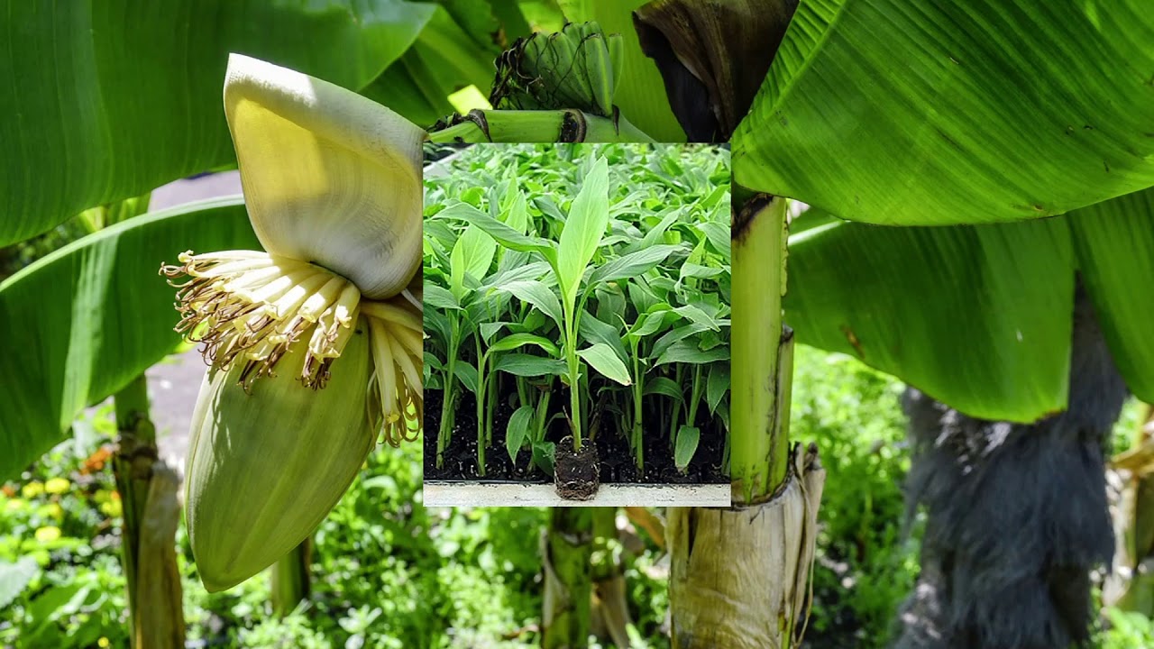 Is de bananenplant Musa basjoo winterhard? Kan hij in de tuin?