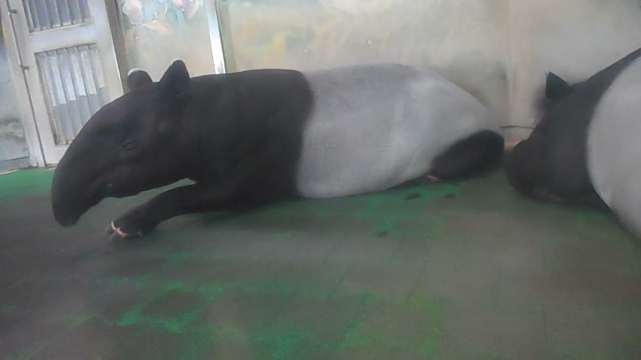 20241001 多摩動物公園のマレーバク