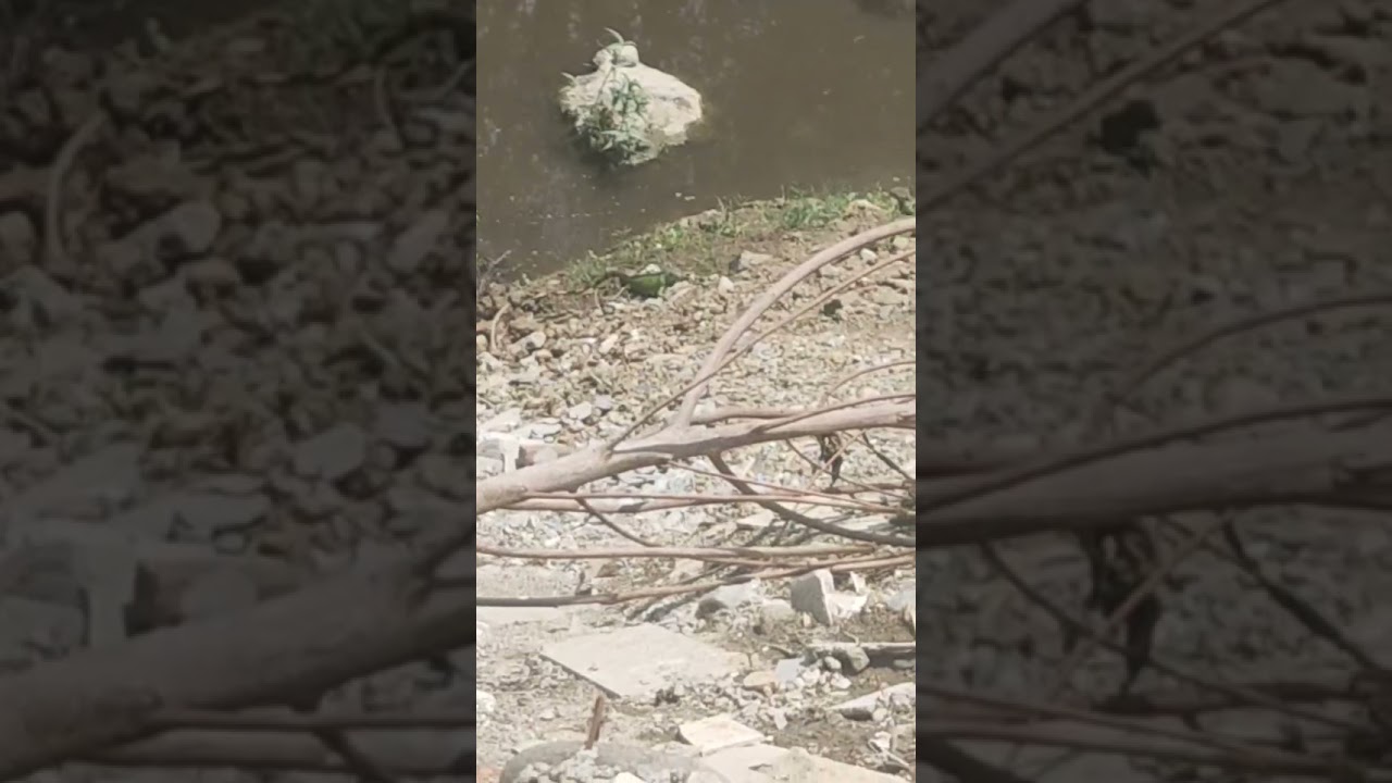高雄獅龍溪一堆綠鬣蜥