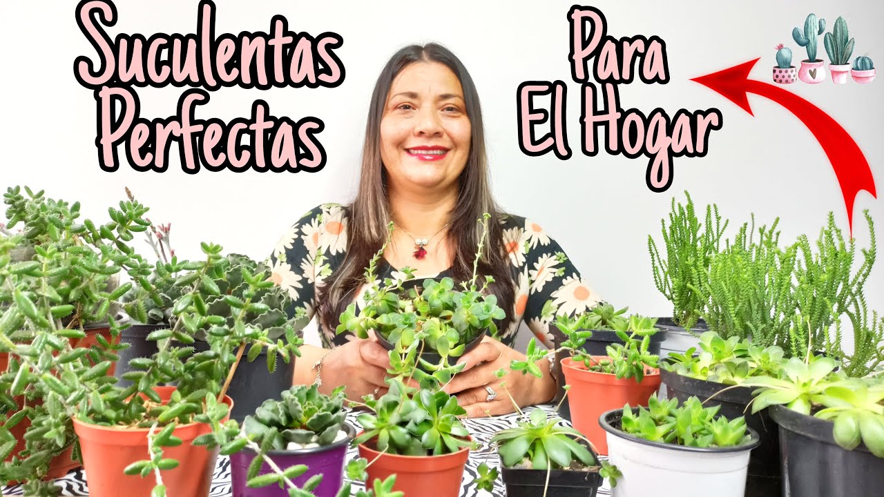 Suculentas Para TENER dentro de CASA (2) | Jardín De La Chita