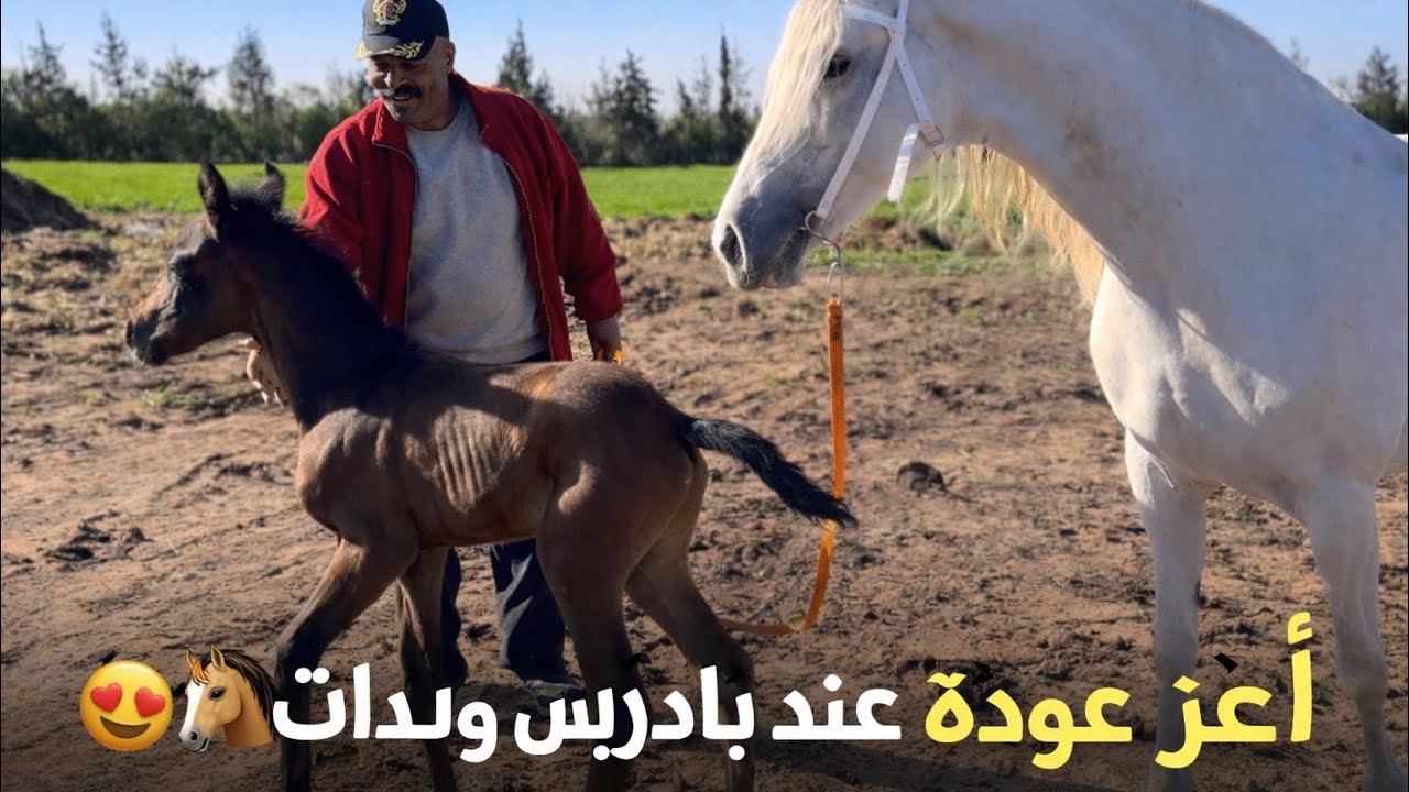  اخيرا اعز عودة عند بادريس ولدات 😍