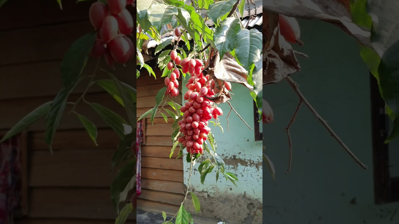 Home grown Heiyai ( Silver Berry) Metpa