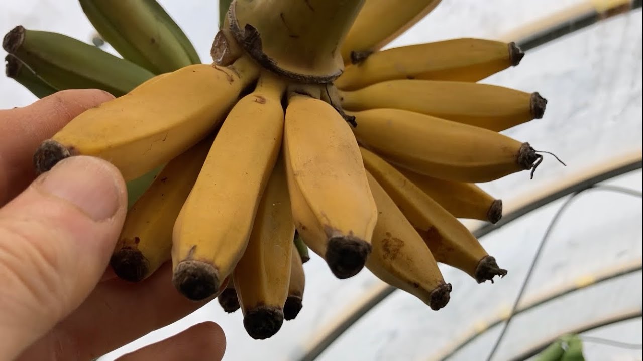 Banany Musa Himalayan Mountain 🍌🍌🍌