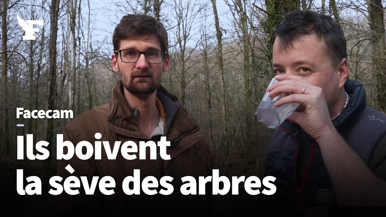 Ils récoltent la sève de bouleau, riche en minéraux et oligo-éléments
