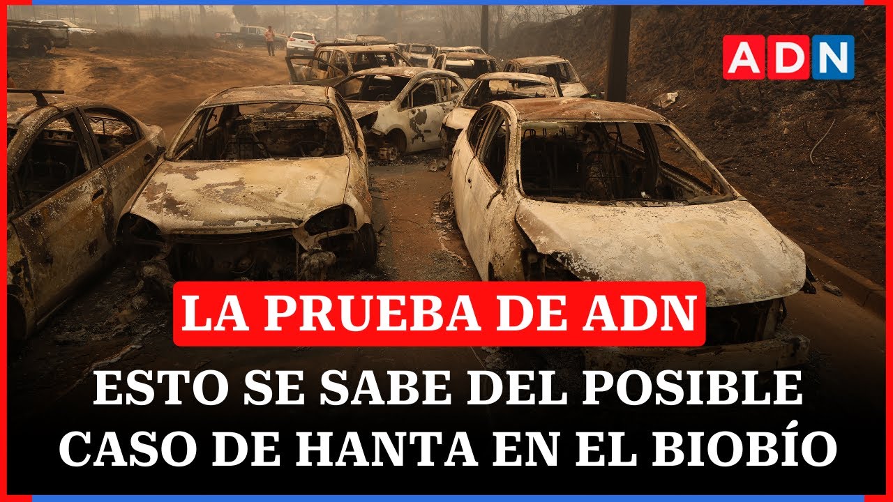 Esto se sabe del posible caso de hanta en el Biobío  |🔴EN VIVO LA PRUEBA DE ADN