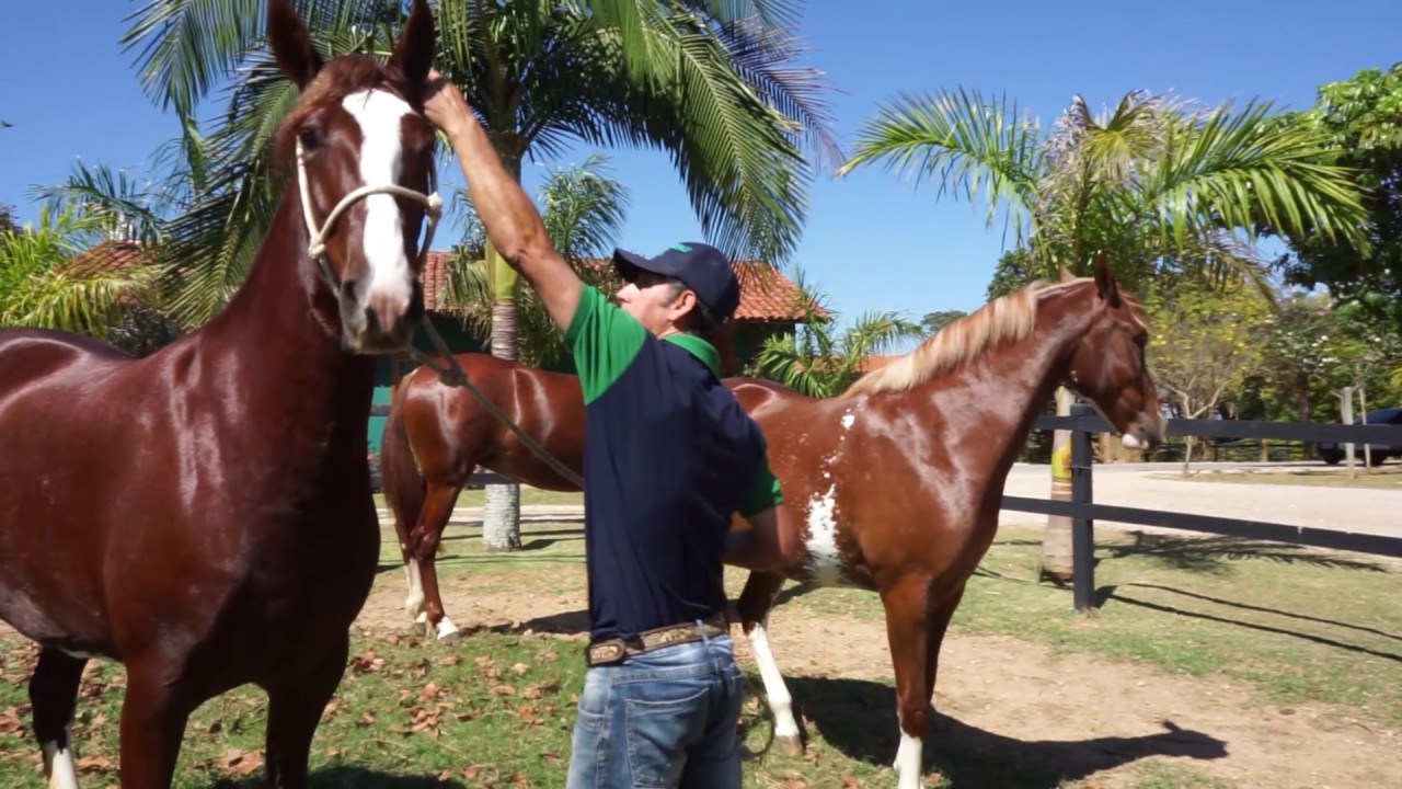 Haras Corumbau - Apresentação (Mangalarga)