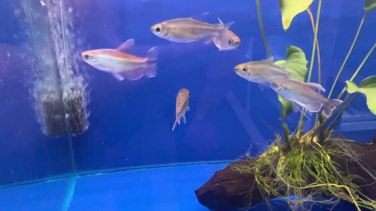 Selecting fish for a 130lt tropical aquarium 