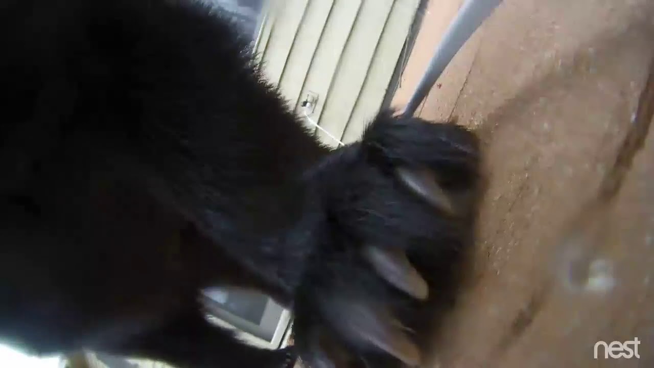 bear eats camera