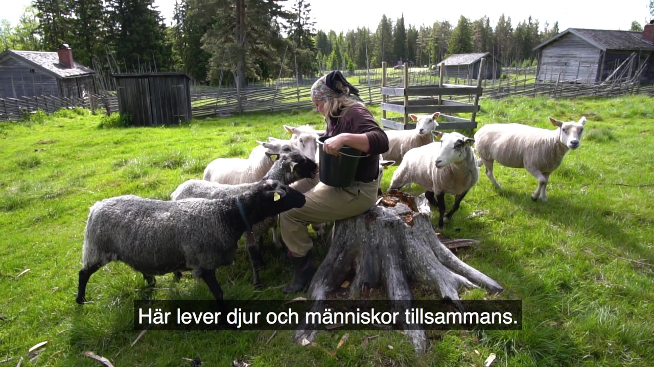 Järvsöguiden: Så funkar Svedbovallen