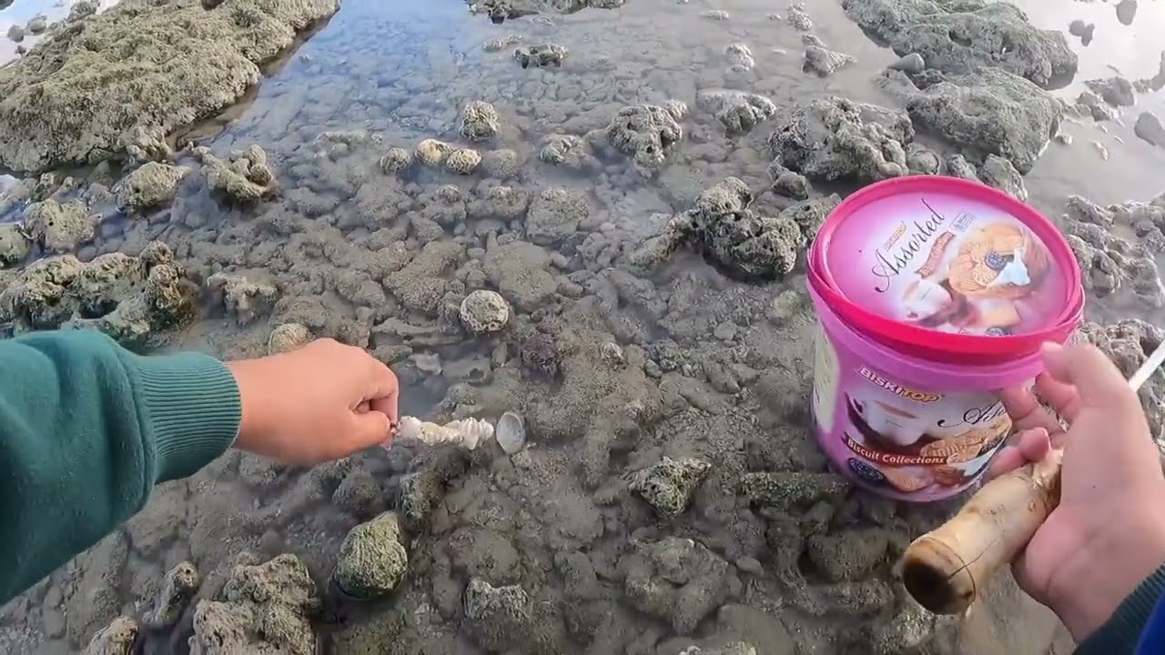BERBURU GURITA DI KARANG DANGKAL DI PAGI HARI HASIL YG MELIMPAH.. #octopus