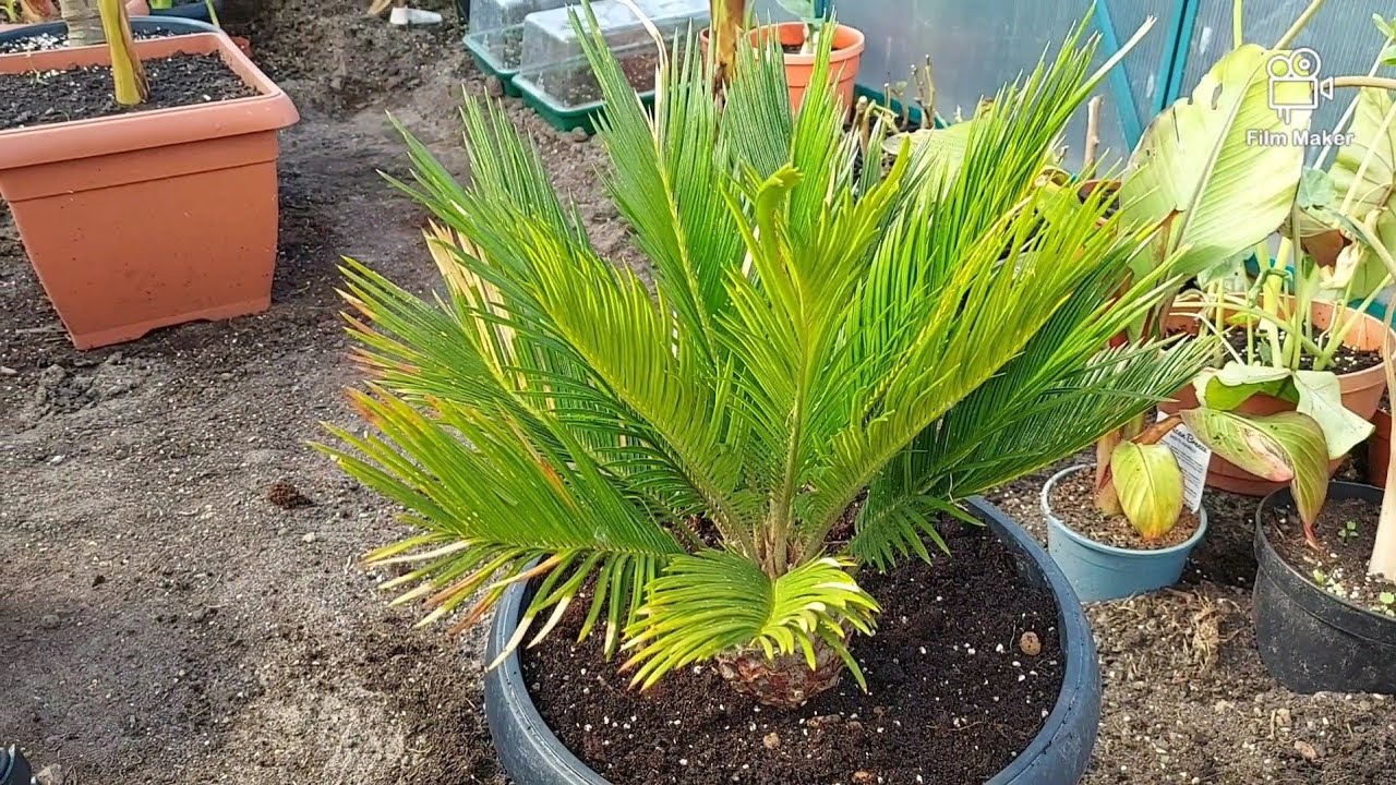 Cycas revoluta - przesadzanie do większej donicy