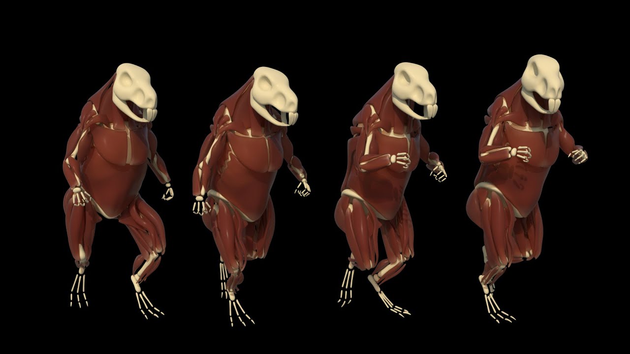 2. Basic Muscle Pass