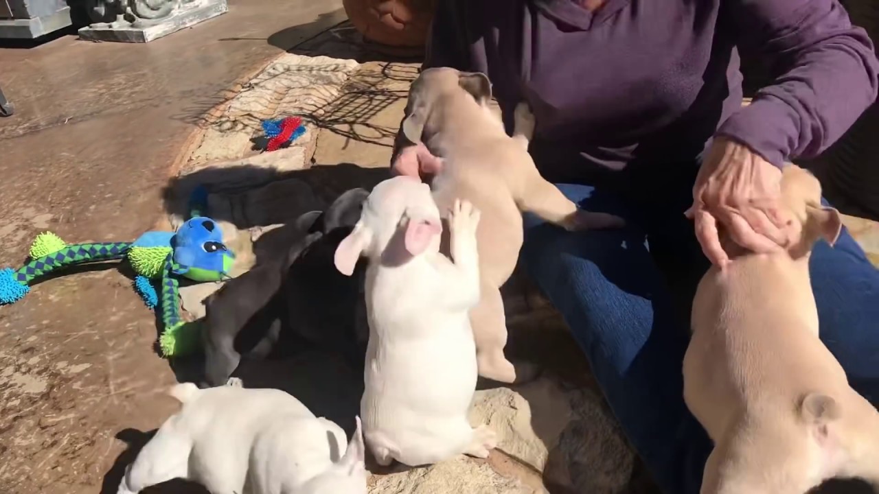 French Bulldogs, Lilac and Platinum (for sale)