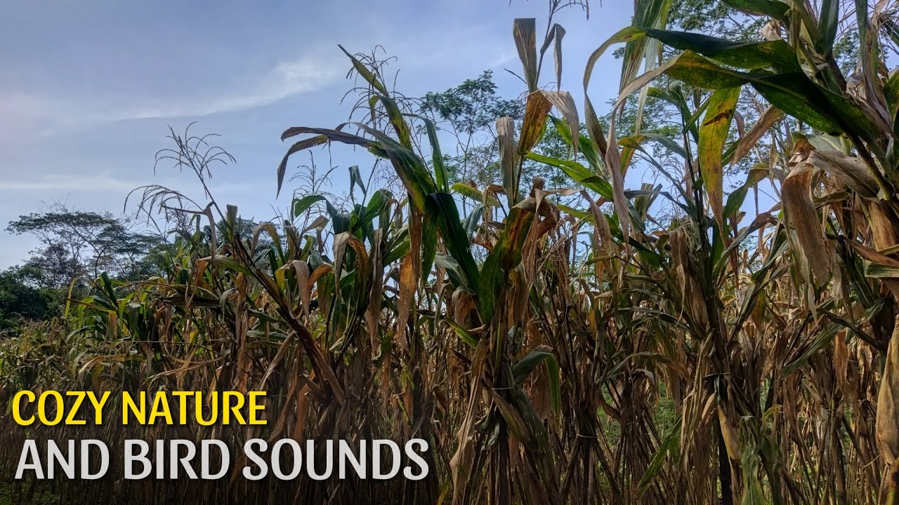 Forest Birdsong Nature Sounds-Relaxing Bird Sounds for Sleeping-Calming Birds Chirping Ambience