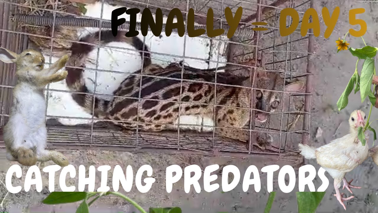 DAY 5: Finally Caught the Genet Stealing My Rabbits