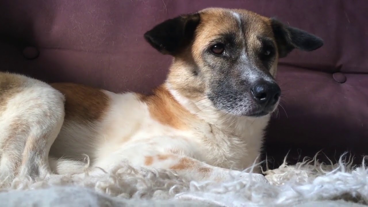 Modern challenges for modern dogs