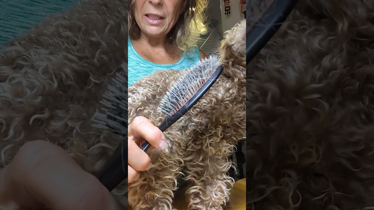 Toypudel Pflege Special Pudel Z&auml;hne Fell Krallen gesunde Haut saubere Ohren