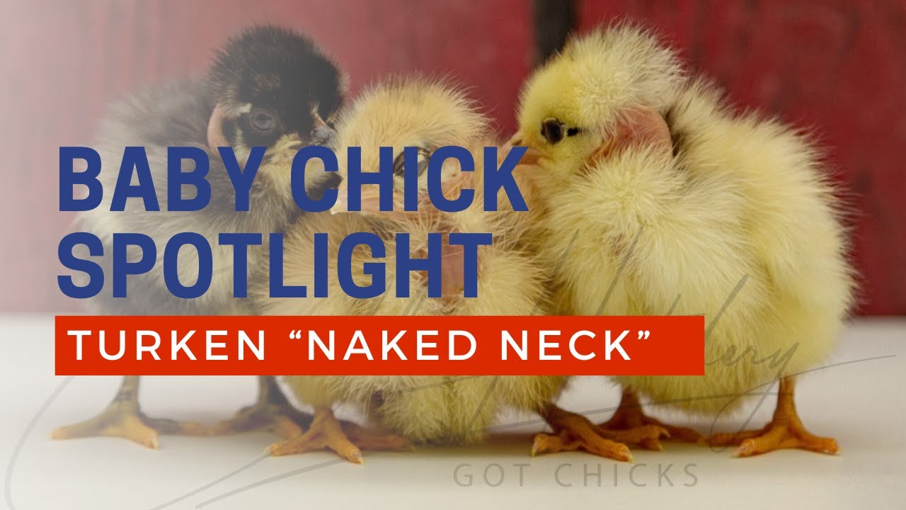 Turken baby chicks Cackle Hatchery
