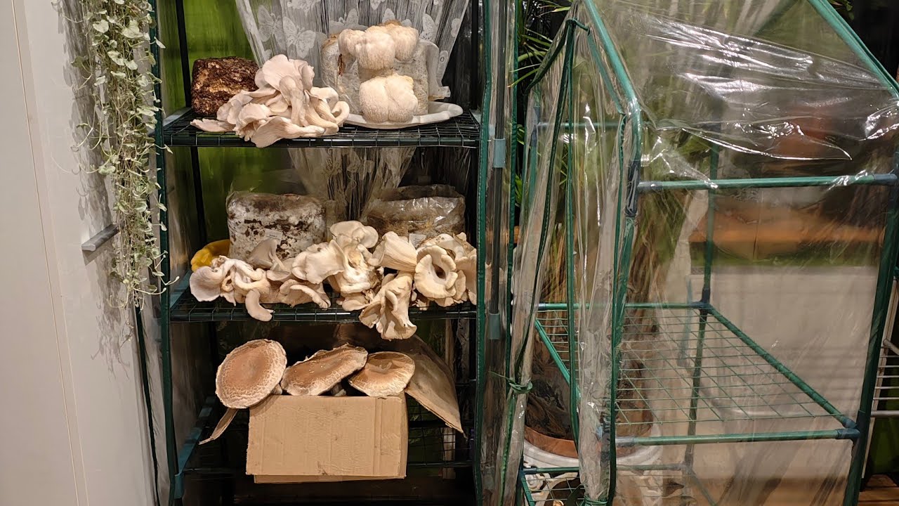 Kolejne grzybobranie w styczniu 😯 w warunkach domowych cz. 2 🍄‍🟫