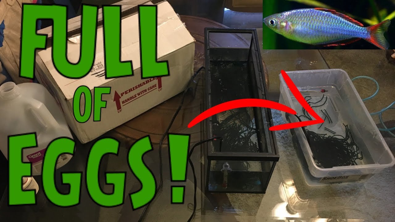 Dwarf Neon Rainbow Fish Eggs - BREEDING PROJECT!!!