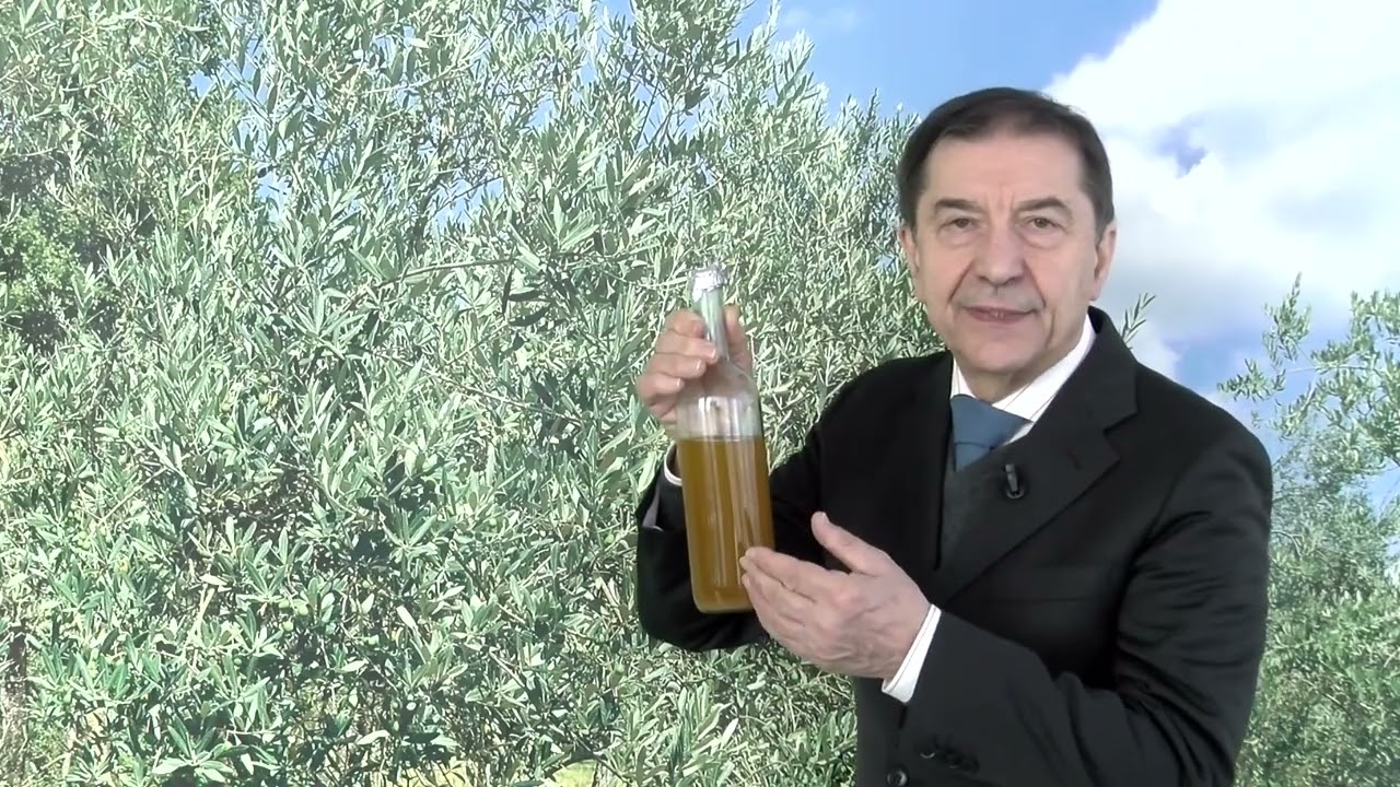 Olivo, come assaggiare l’olio