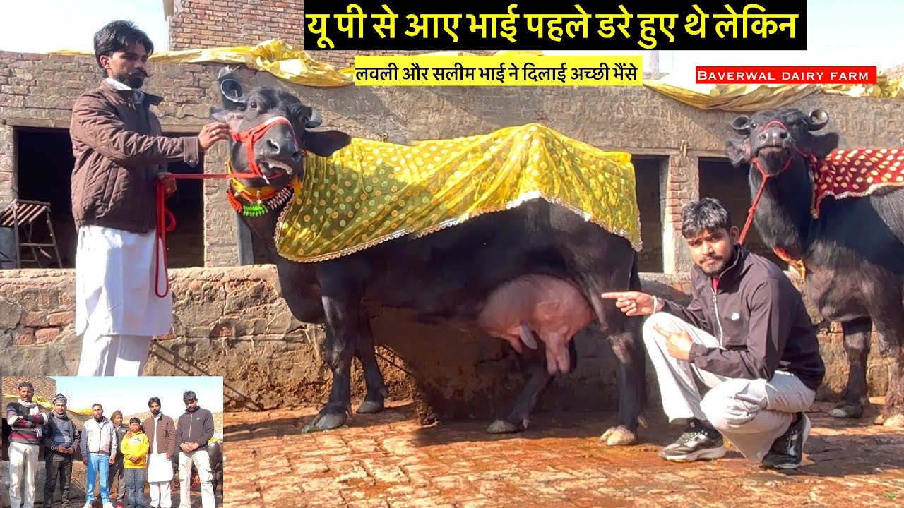 मुझे डर लग रहा था लेकिन ॥ लवली और सलीम भाई ने दिलाई अच्छी भैंसे #manishdhendwal