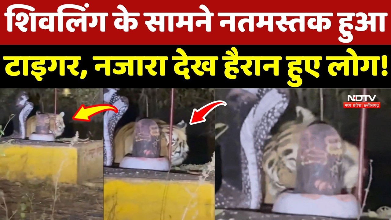 Katni Shivling Viral Video: शिवलिंग के सामने नतमस्तक हुआ Tiger, नजारा देख हैरान हुए लोग! MP News