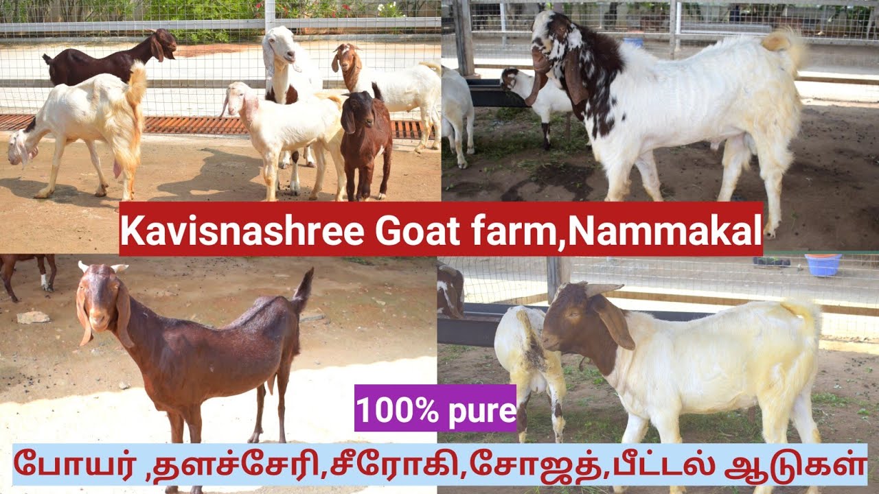 சுத்தமான போயர்,தளச்சேரி,சோஜத் பிட்டல் ஆடுகள் | Kavishnashree Goat farm namakkal