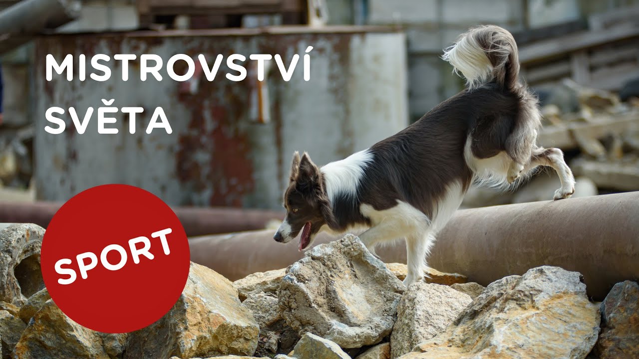 🐶 Jak vypadá mistrovství světa záchranářských psů? Podívejte se...