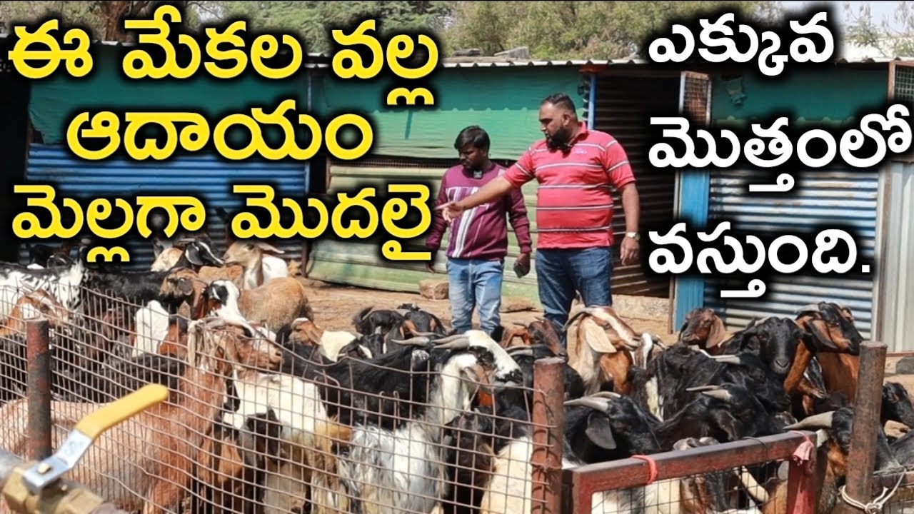 మేకల ఎంపిక ముఖ్యం|Low cost goat farming|mallesha adla|