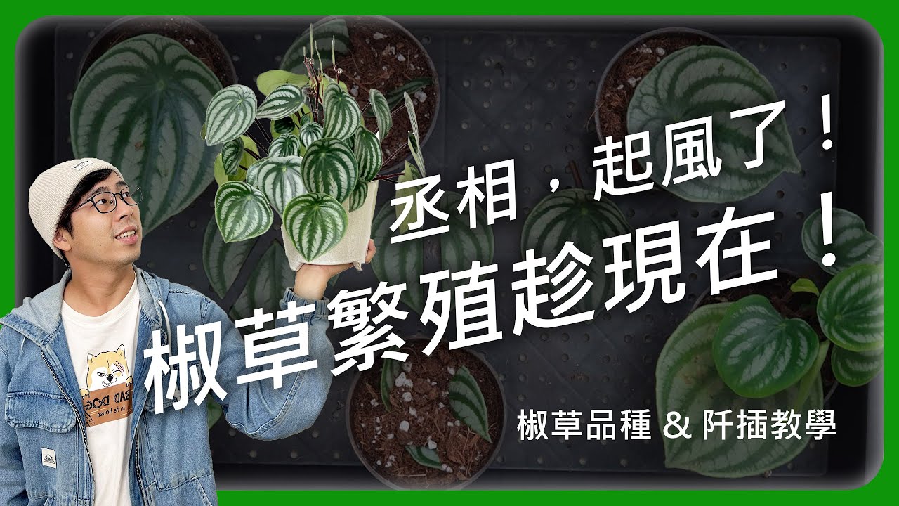 天氣轉涼，阡插好時機！椒草介紹及繁殖教學 