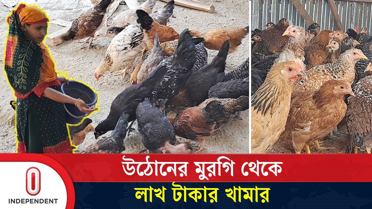 গৃহিণী থেকে লাখপতি উদ্যোক্তা: পুতুলের দেশি মুরগির খামার | Desi Murgi | Independent TV