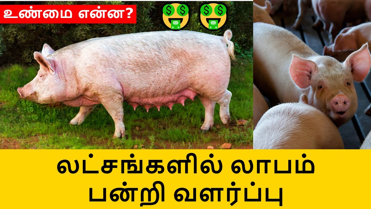 How to start pig farm,pig farm profit in tamil - Pandri Valarpu  பன்றி வளர்ப்பு