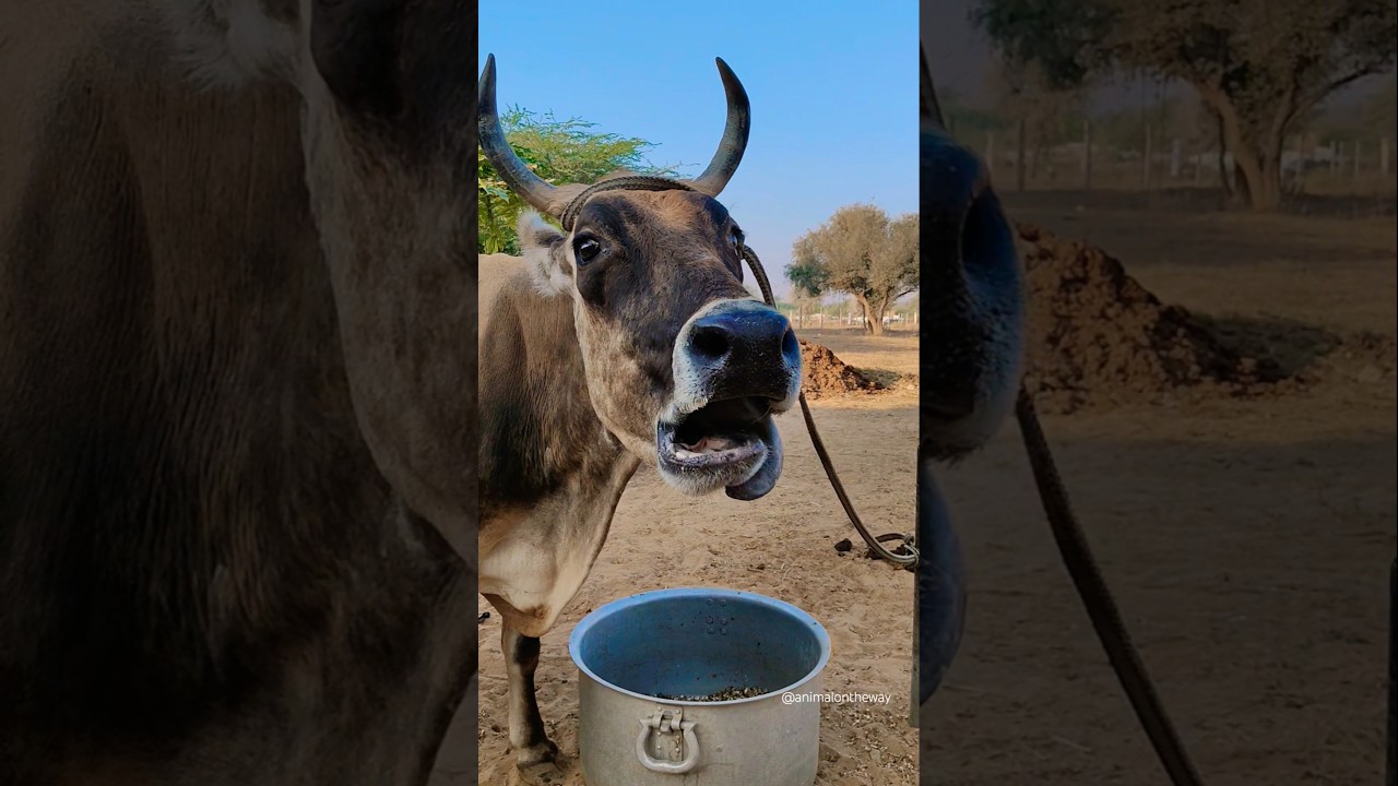 Cow Sound 😁😁/#shorts #cowshorts #cow #animalsounds #cowvideos #cowsound #animalontheway #cowvideo