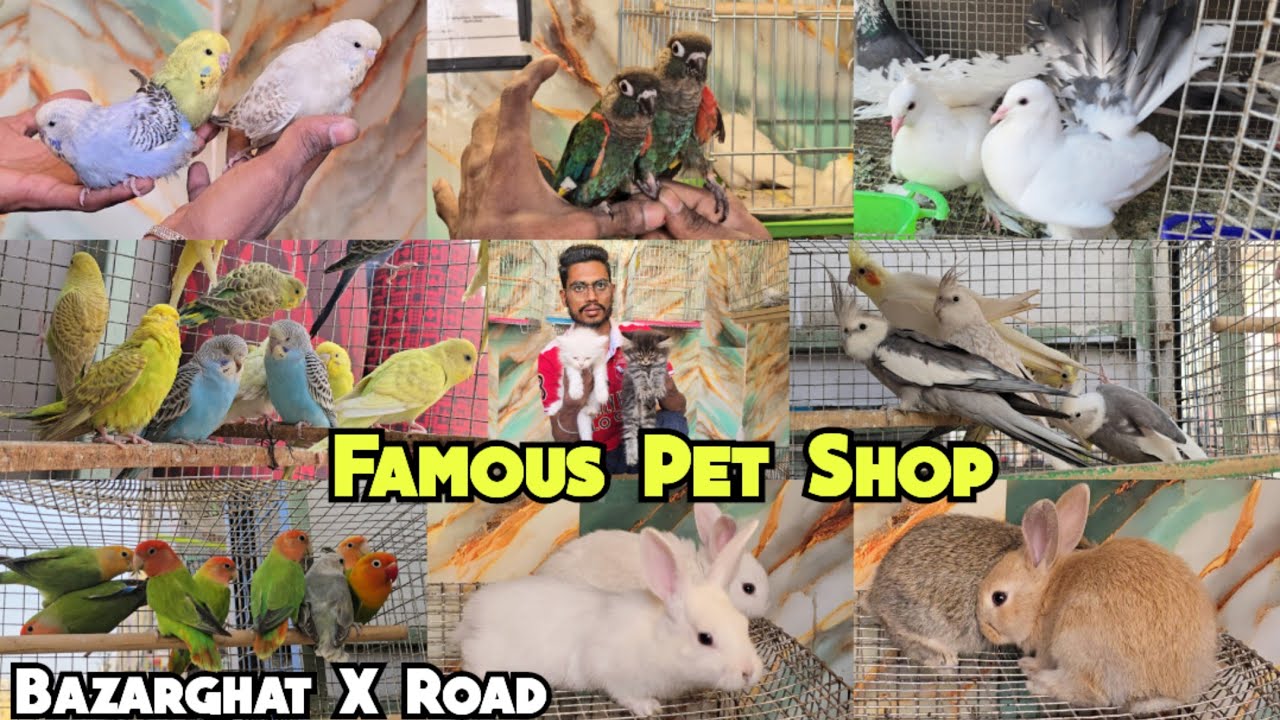 Exotic Birds Hand Taimed Chick | Rabbit Bunnies | Cocktail Chick | Budgies |Java Finches |Ring Birds