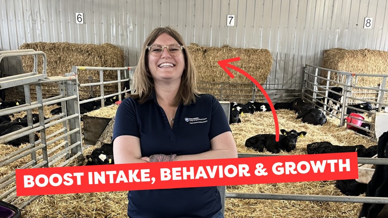 How Pair Housing Can Improve Calf Development - Dr. Melissa Cantor