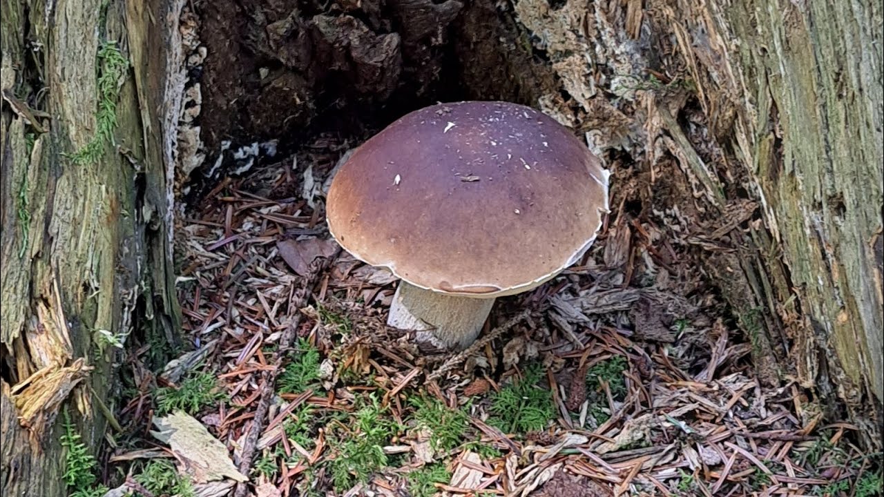 Wildes Pilze klopfen😆 oder wie sich meine  Kinder über tolle Funde freuen💖 #steinpilze 