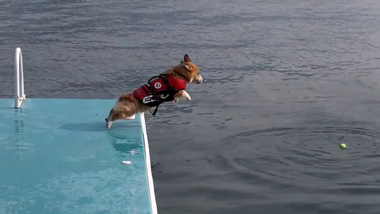 Tosca Finale | Animal Version