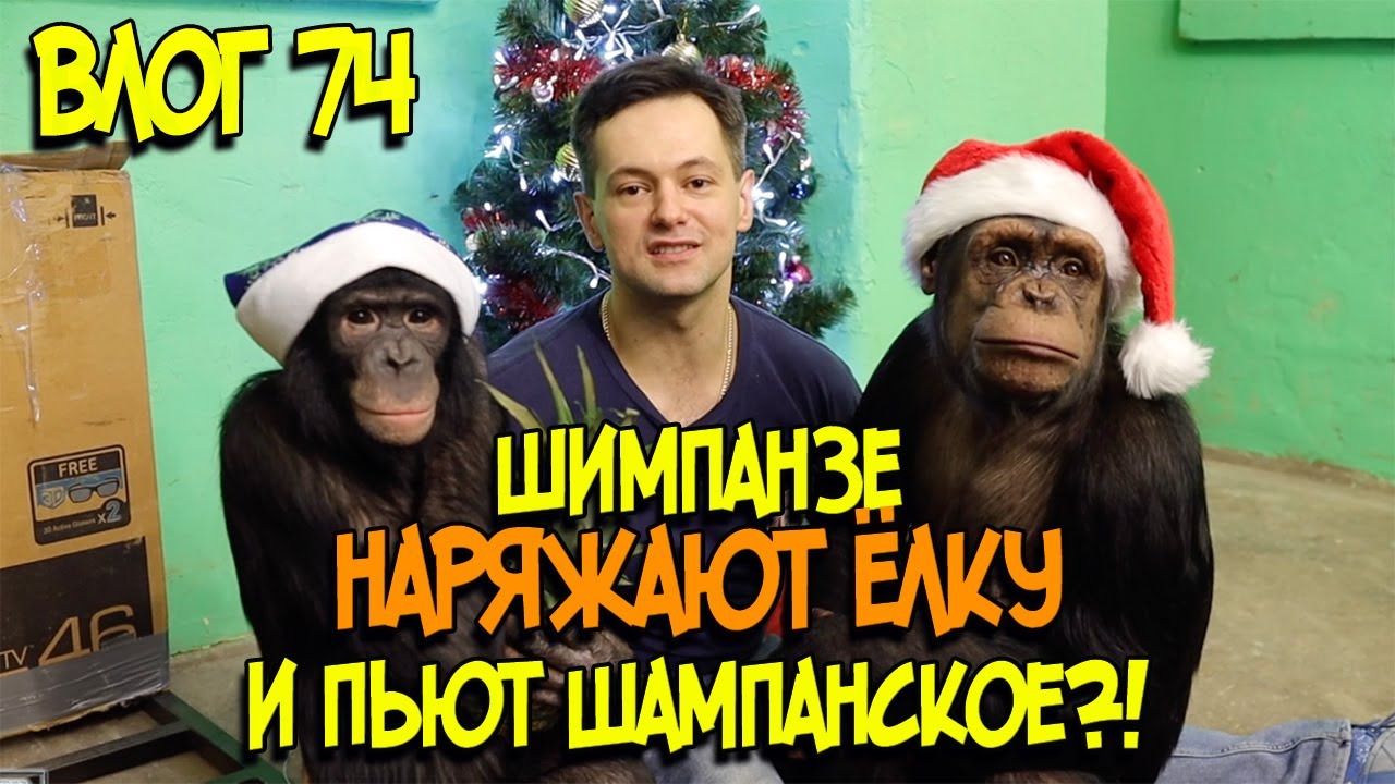 Шимпанзе наряжают Ёлку и пьют шампанское?! / Поздравление В.В.Путина