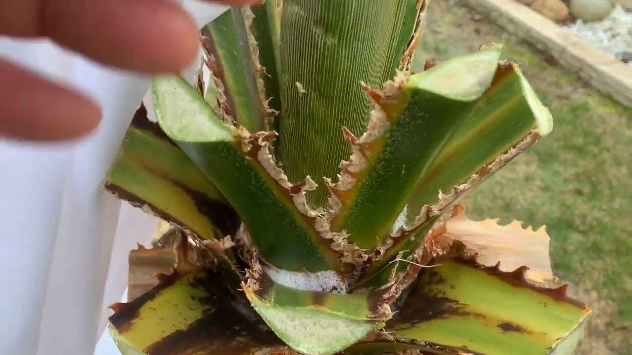 technique de protection hivernale palmier washingtonia robusta
