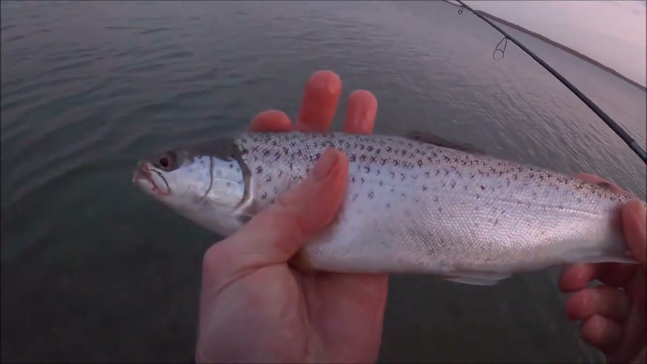 Havørreder og burfisk fra Horsens Fjord