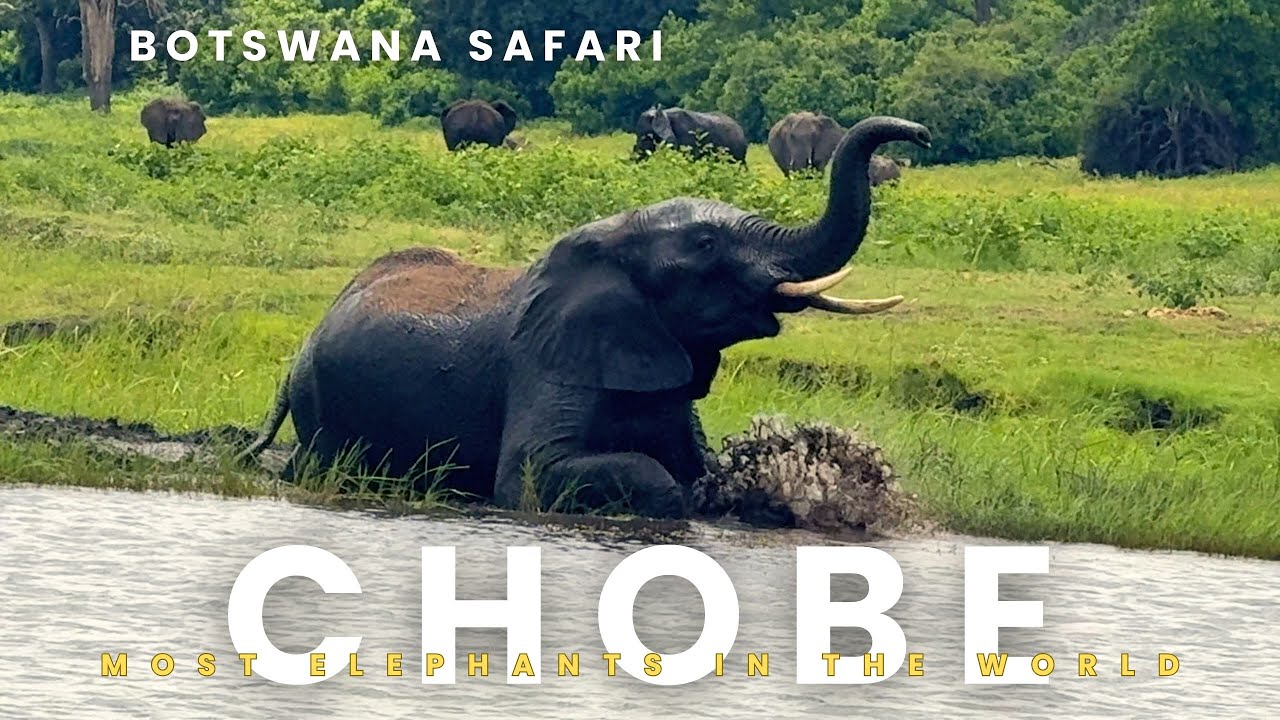 Safari in Chobe National Park, Botswana